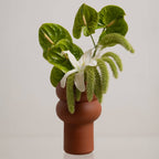 Terracotta vase with a green plant on a light gray background